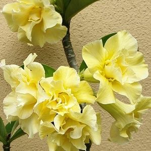 Meet your Posher, Mayeth rose